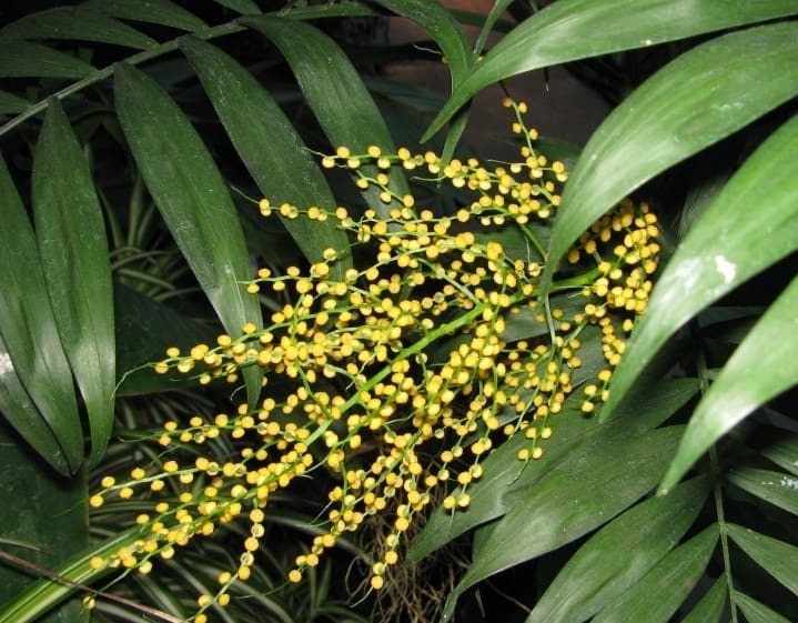 Фото из интерента 