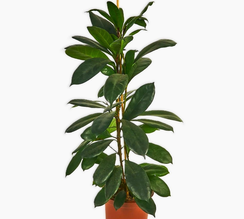 Ficus cyathistipula
