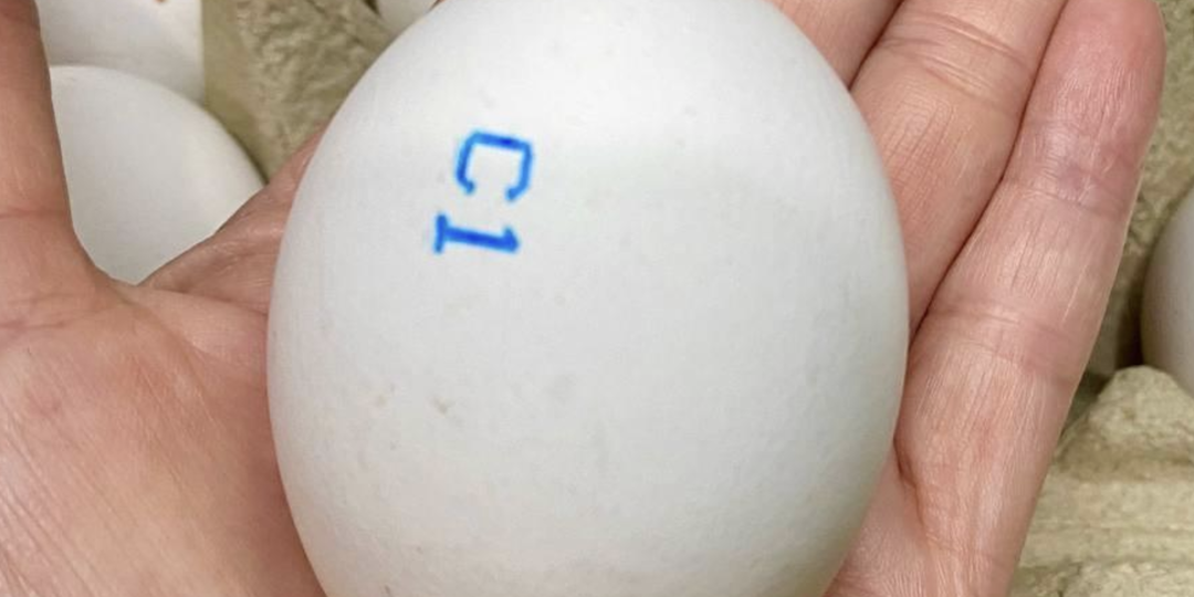 Яйца каждый день: почему новый мета-анализ заставил врачей изменить мнение