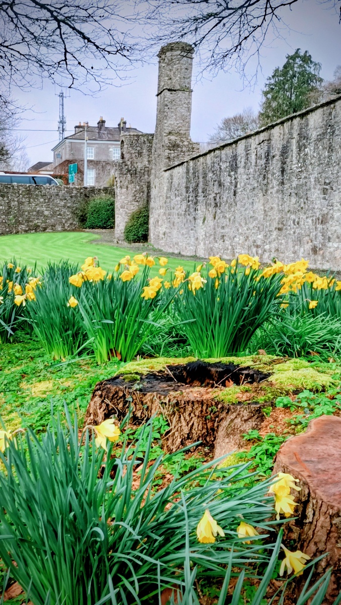 Аббатство Boyle. Графство Roscommon. Ирландия. Фото автора 