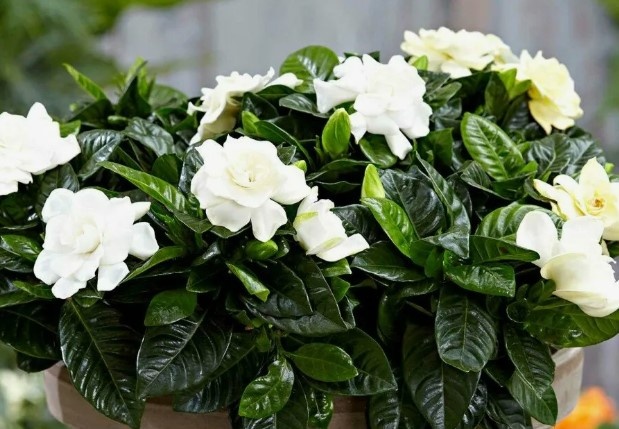 Gardenia jasminoides