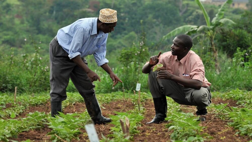     Сельское хозяйство в Африке   
(cc) CIAT