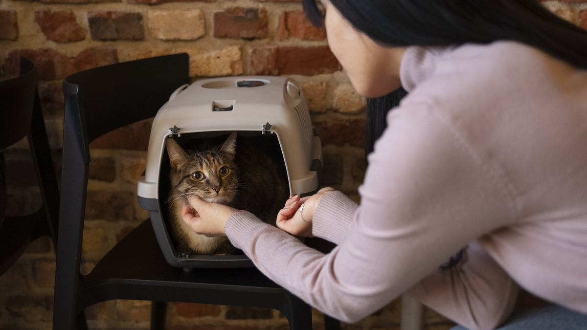    Важно заранее проверять правила перевозки животных у выбранной авиакомпании. Фото несет иллюстративный характер