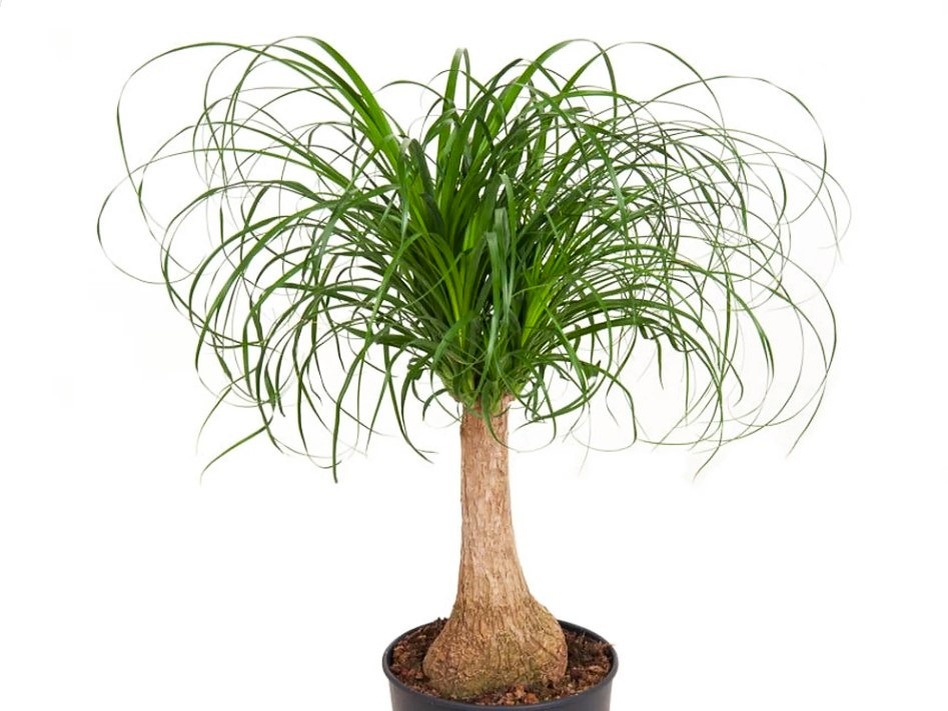 Beaucarnea recurvata