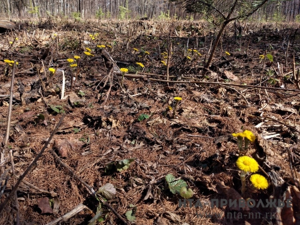    Температурный рекорд побит в Саратовской области 12 марта
