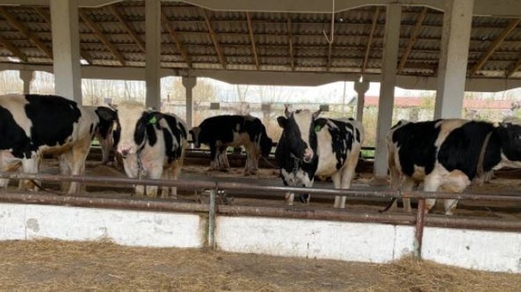    Фото: Минсельхоз Новосибирской области