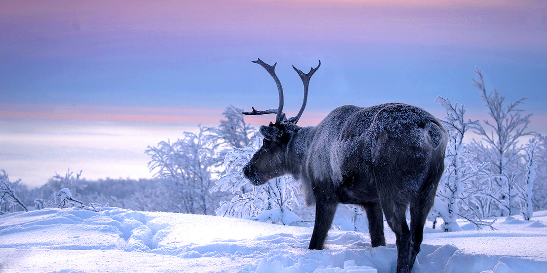 Спасибо Дзену, что вернул мою любовь к фотографии.