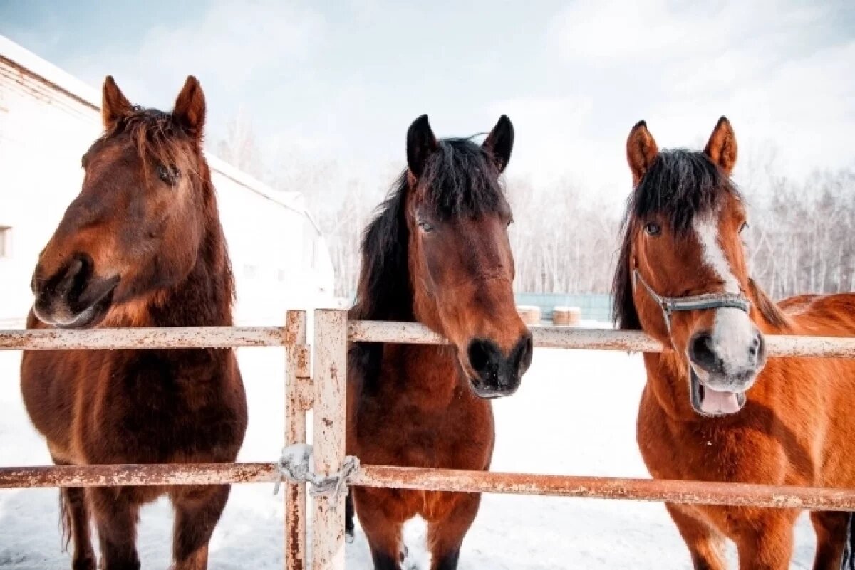   Омские офицеры-кавалеристы показали своих верных скакунов