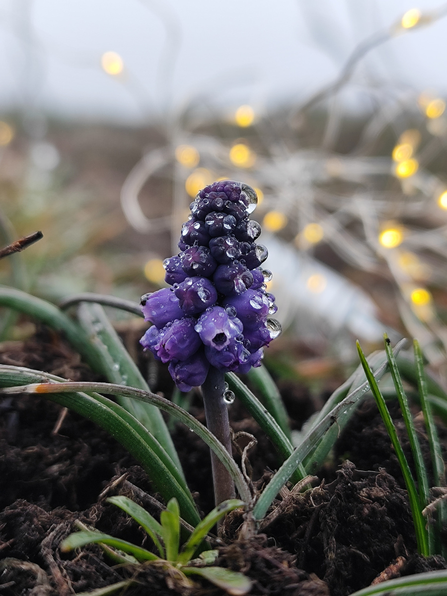 Что совершенно не мешает обильному росту первоцветов на горе (март 2026 года)