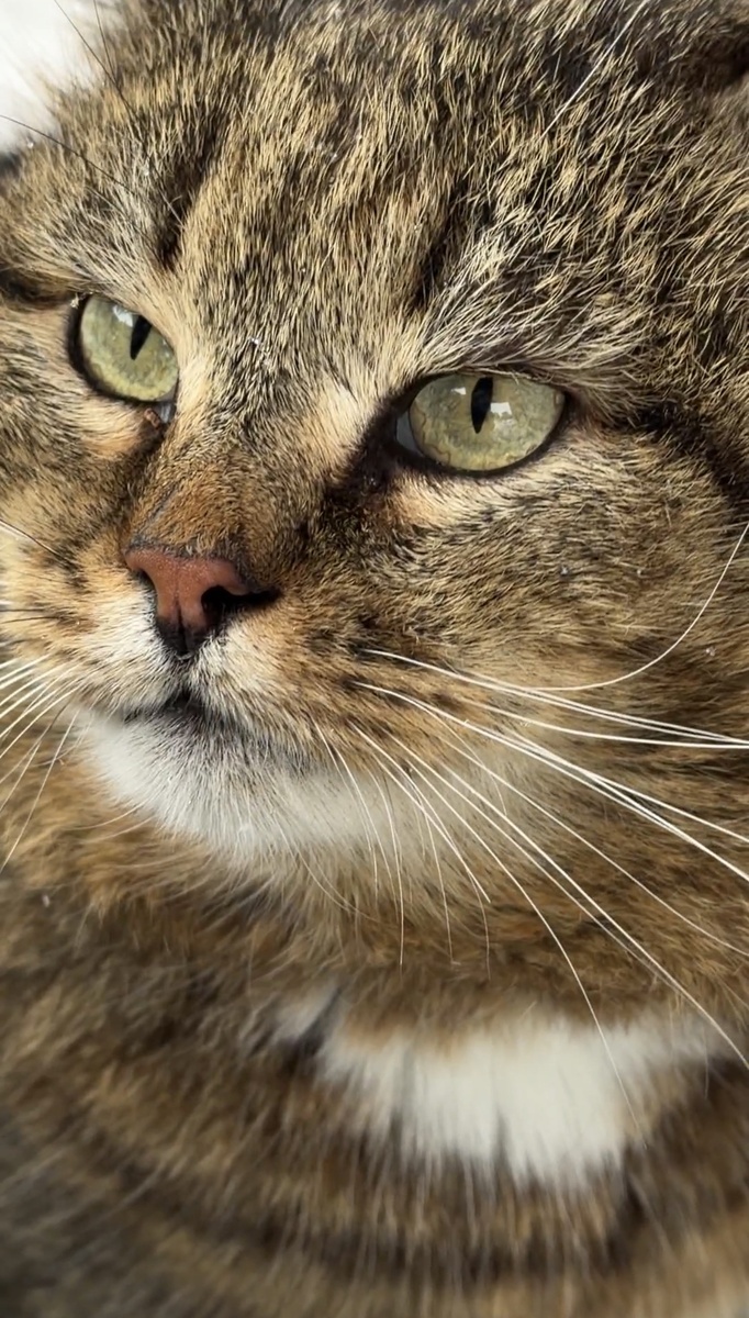 Наш лесной кот Барсик 