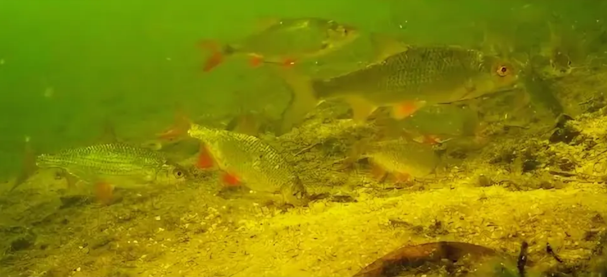 Что творится на дне: перебор с  прикормкой