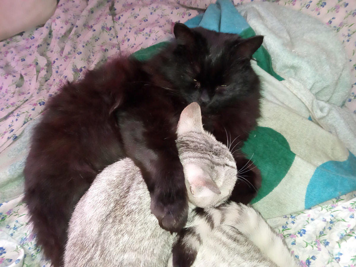 Два пенсионера, кот Бука и кошка Коха: "Потерпи, дорогая! Скоро и на нашей улице остановится машина с ливером!"