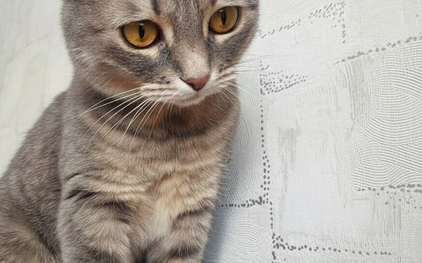 Маленькая Хлоя умирала около столовой