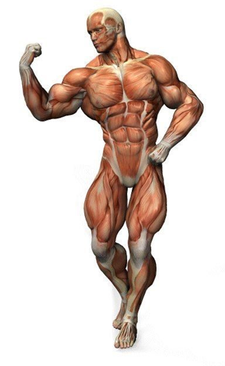 Спортивное питание SUPPTRUE – давайте посмотрим, что это такое