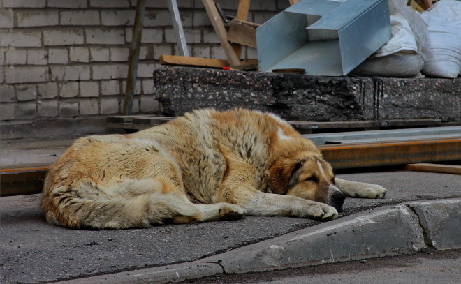    © Анастасия Илюшина / ЛенТВ24. Архивное фото