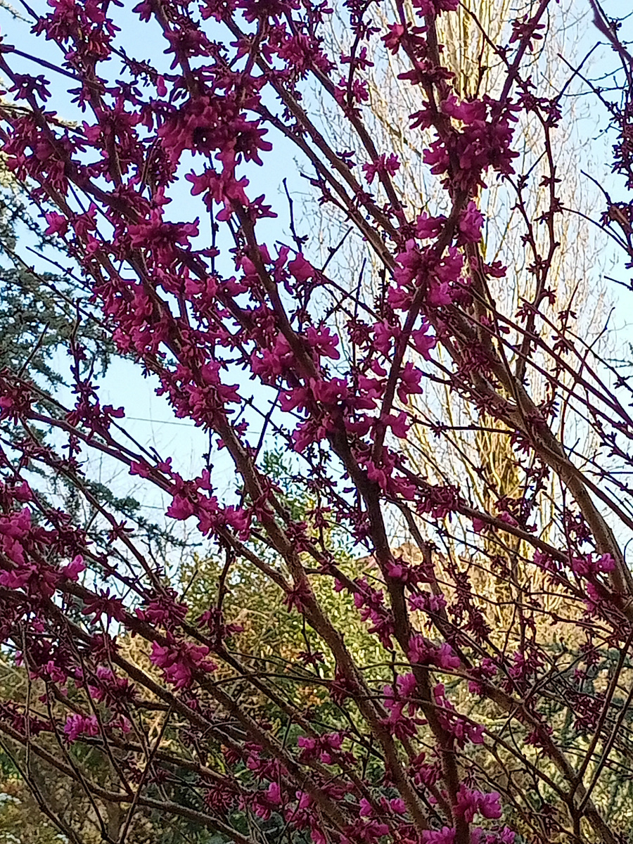 Иудино дерево . Фото автора 