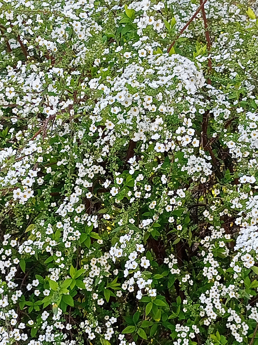 Спирея. Фото автора 