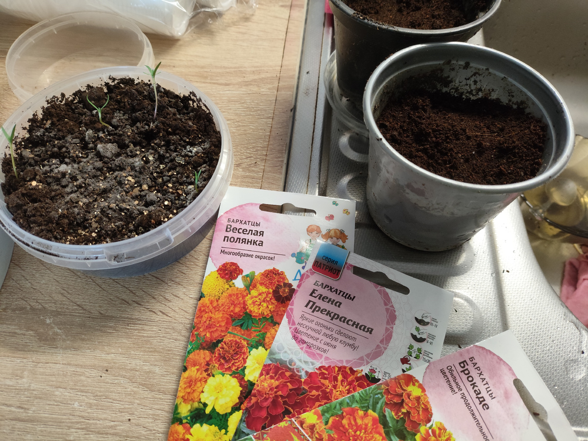 Слева - плошка со всходами кипарисов. Их тоже надо переместить.