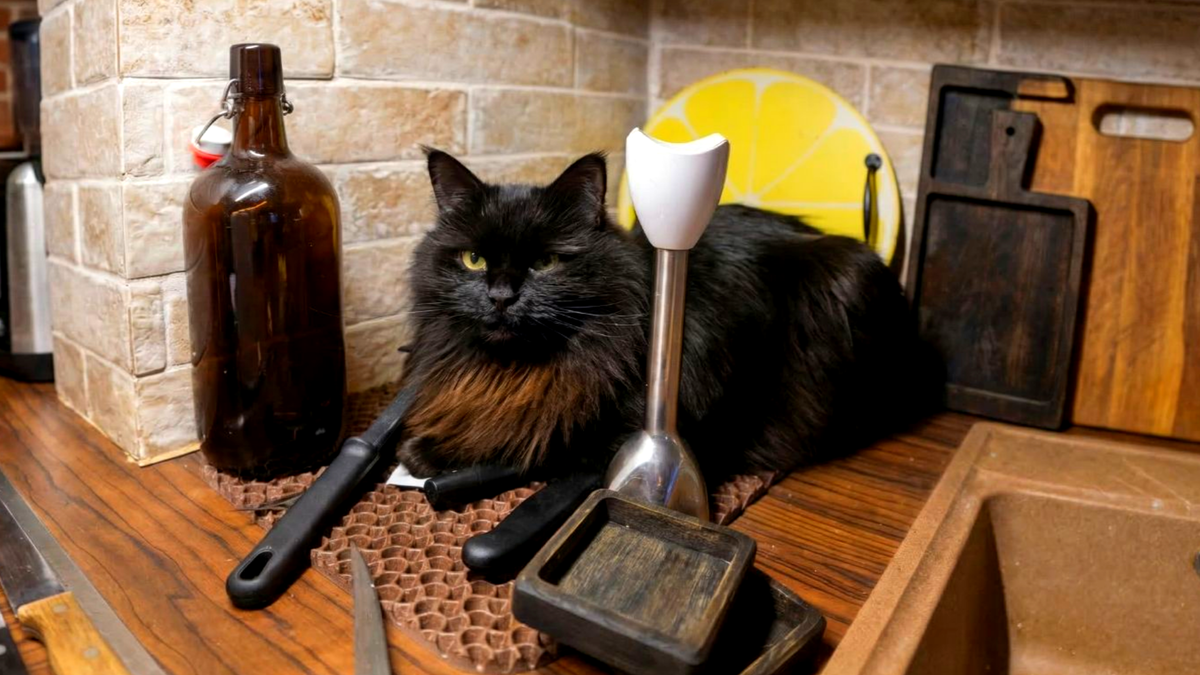 Слава Богу, ты пришёл... а то у меня тут чуть заклание не сорвалось