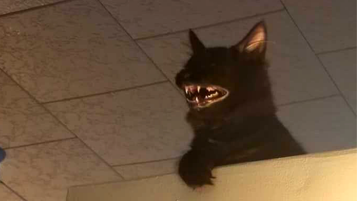 Зашёл я как-то на кухню водички попить, а там....