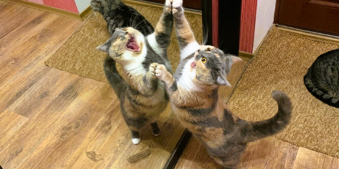 Мой кот сломался: смешные фото кошек, которым впору вызвать экзорциста