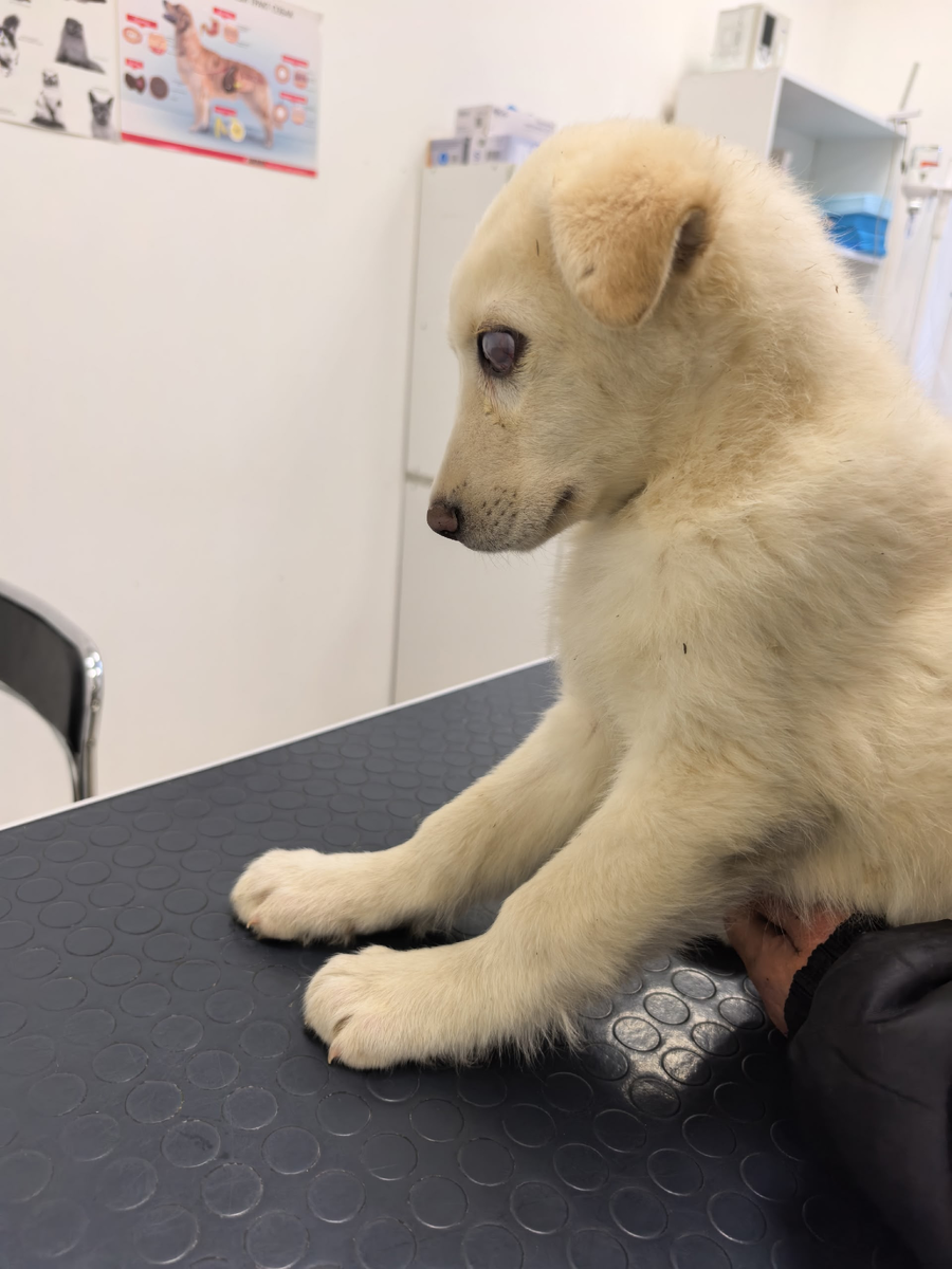 Юмичке на осмотре у врача