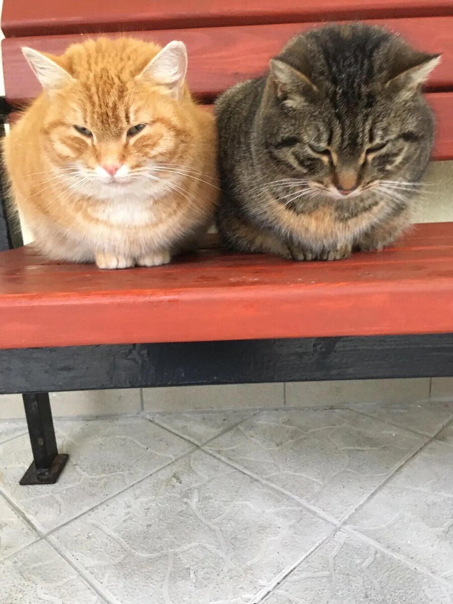 Фото с прогулки, отличная парочка!