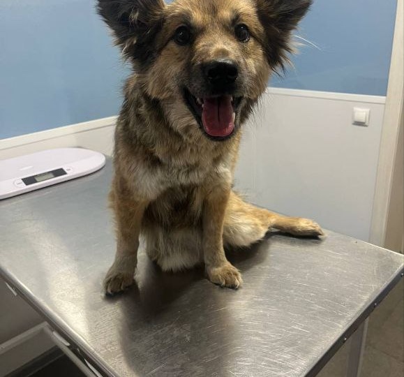 🆘 У нас снова беда: молодая собачка, у которой отказали лапки