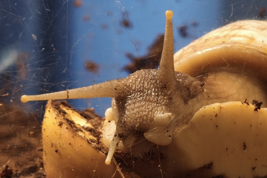 Ахатина из инсектария Давривоского музея мирно полезет по дольке яблока. Фотография автора