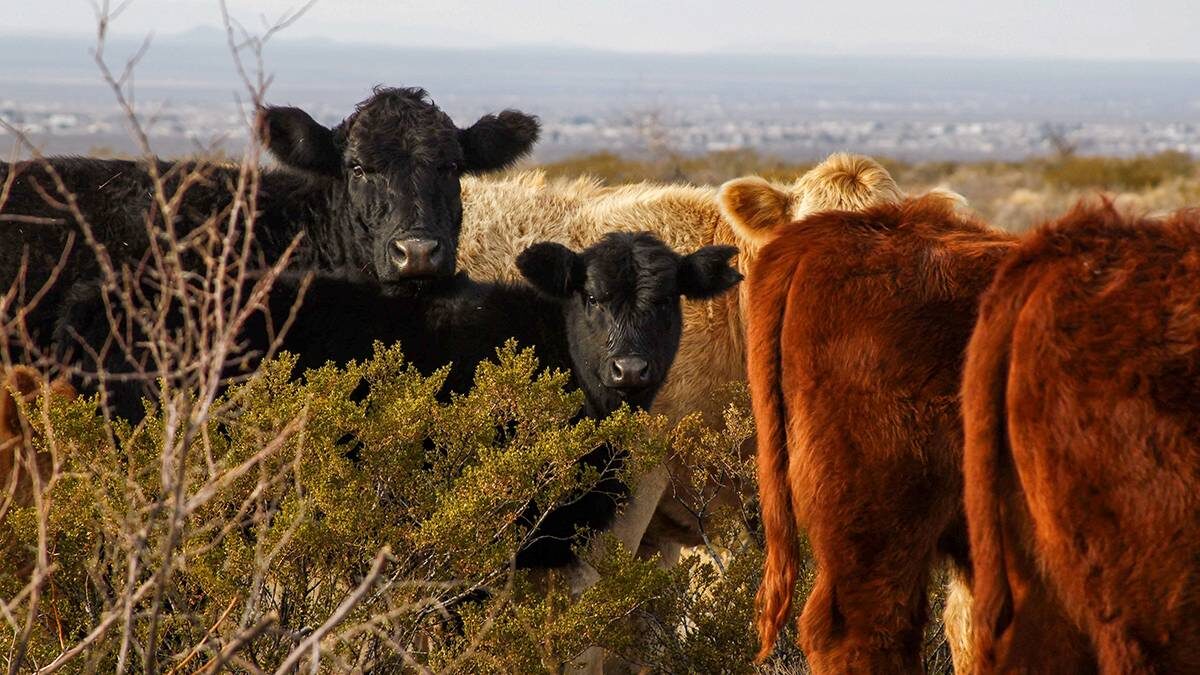    Фото: Shutterstock