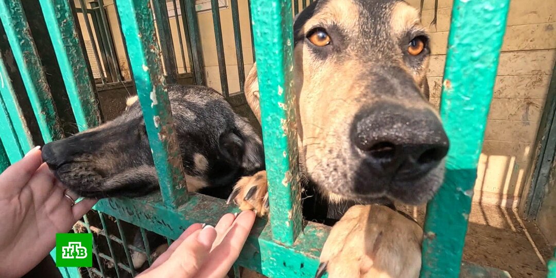 В Москве пройдет выставка — пристройство собак и кошек из приютов