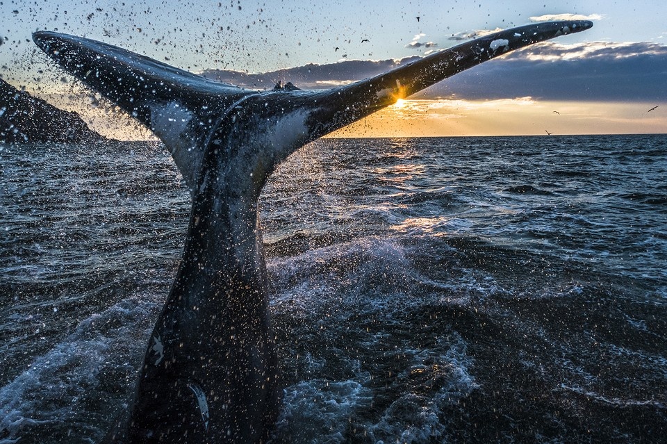 Гренландским кита назвали китобои — в начале 17 века они часто охотились на этих животных у островов архипелага Шпицберген, в те времена относившегося к Восточной Гренландии. Фото: Михаил КОРОСТЕЛЕВ.