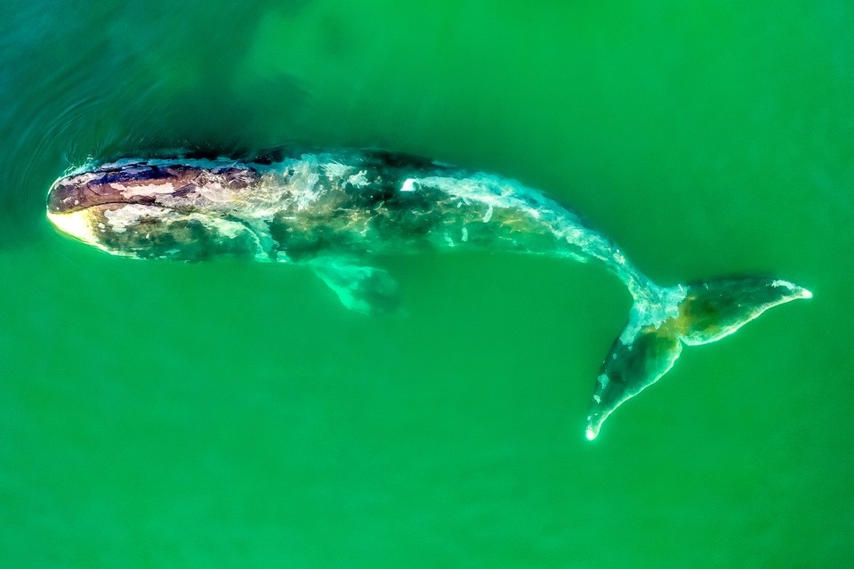 Особенности пищеварительного цикла гренландских китов способствуют переносу питательных веществ из одних районов моря в другие, что обогащает экосистему и делает ее продуктивнее. Фото: Илья ТРУХАНОВ.