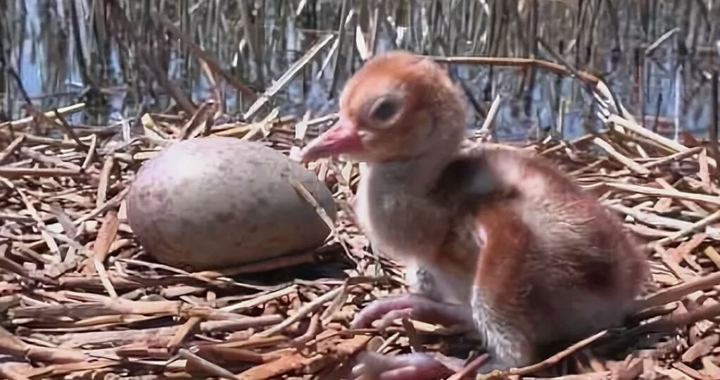 Детский сад для стерхов: почему журавли откладывают два яйца, но нянчат одного птенца