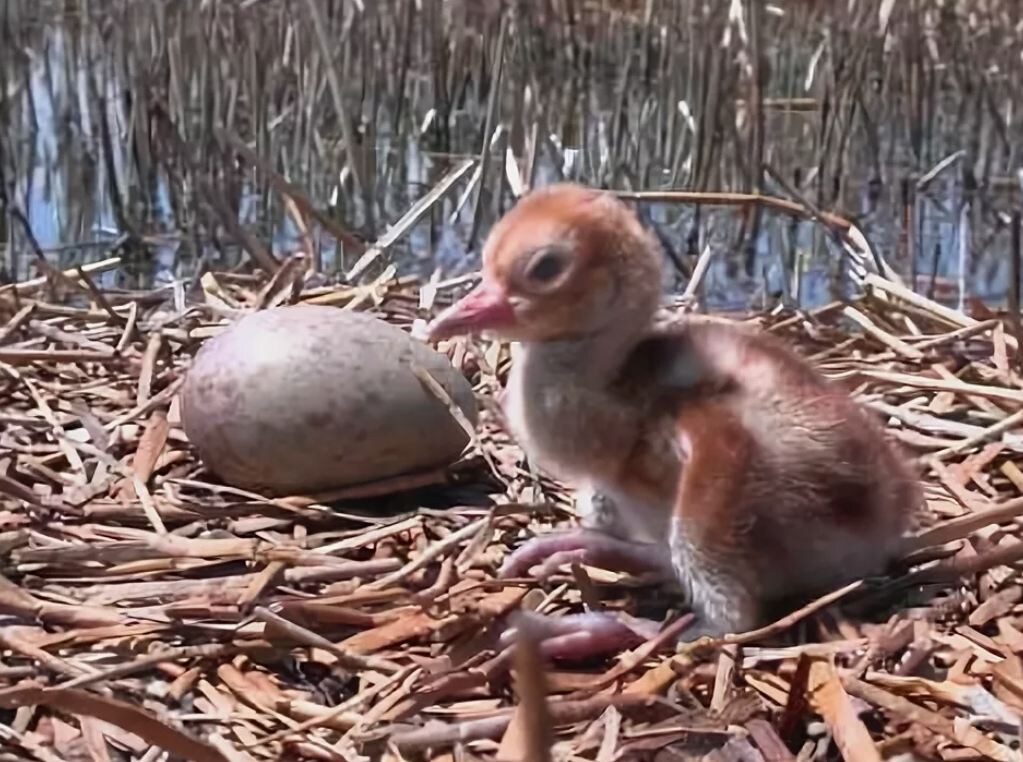 Видите разницу?  Старший птенец журавля уже обсох и требует корма, а второй только вылупится через день из яйца