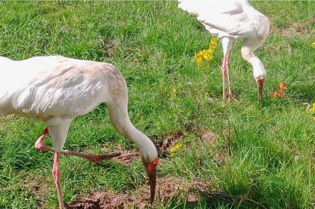 Белые журавли стерх с единственным птенцом