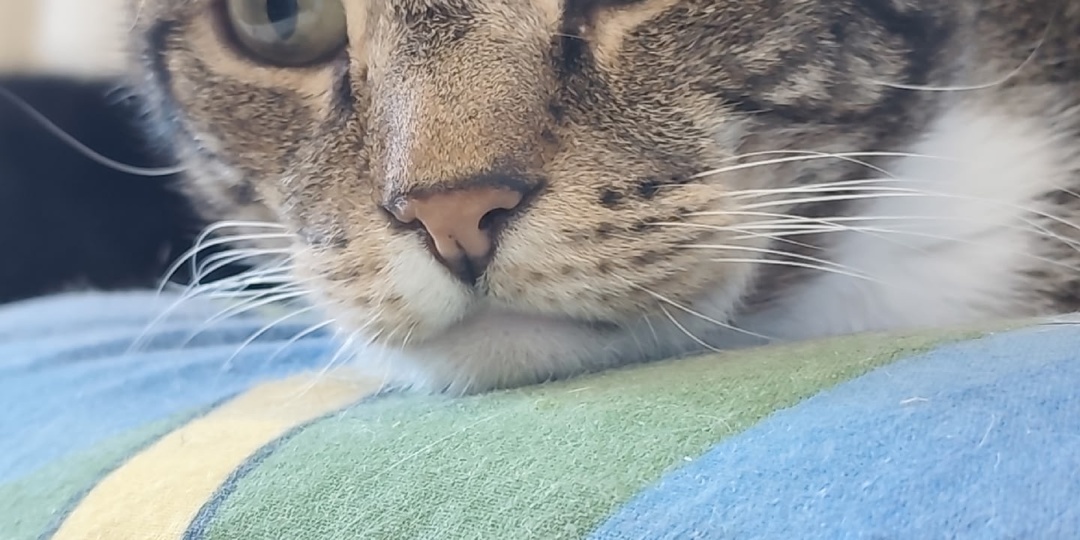 Добрых снов от котов 🐈 🐈‍⬛ 🌚 🌛