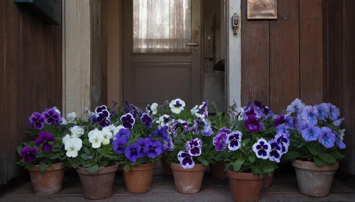 И фиалки свои заберу