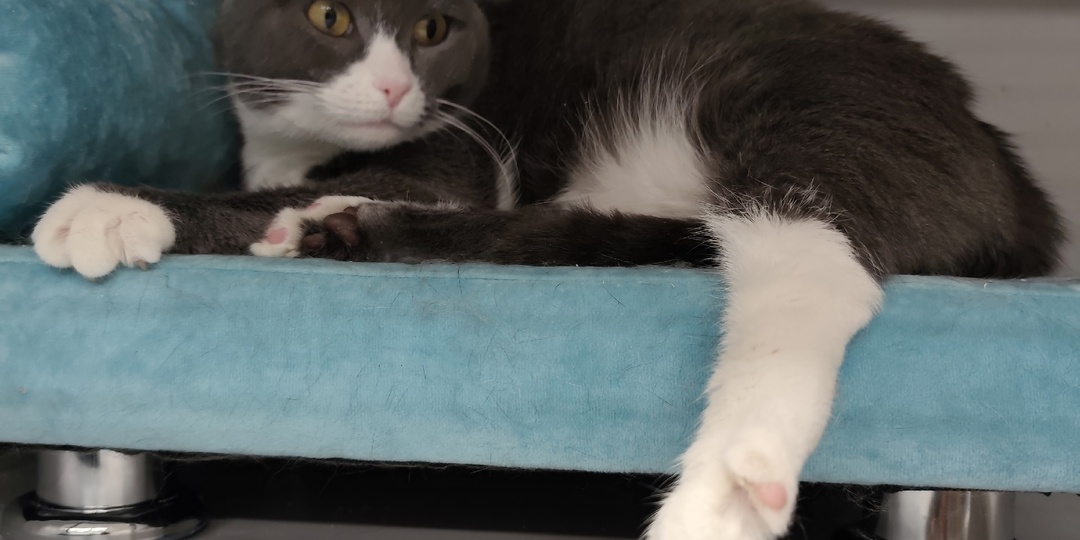 Добрых снов от котов 🐈 🐈‍⬛ 🌚 🌛