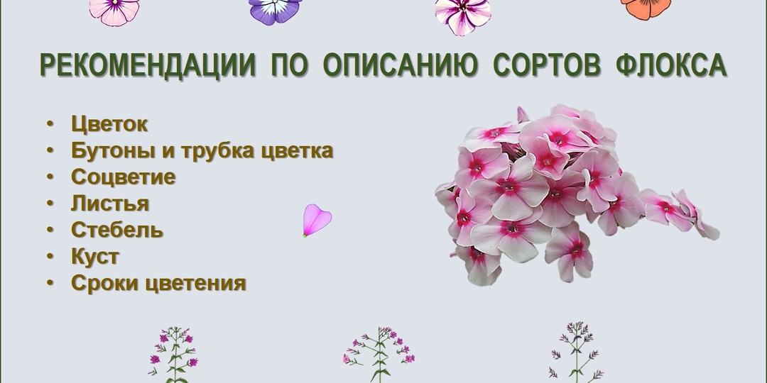Рекомендации по описанию сортов флокса
