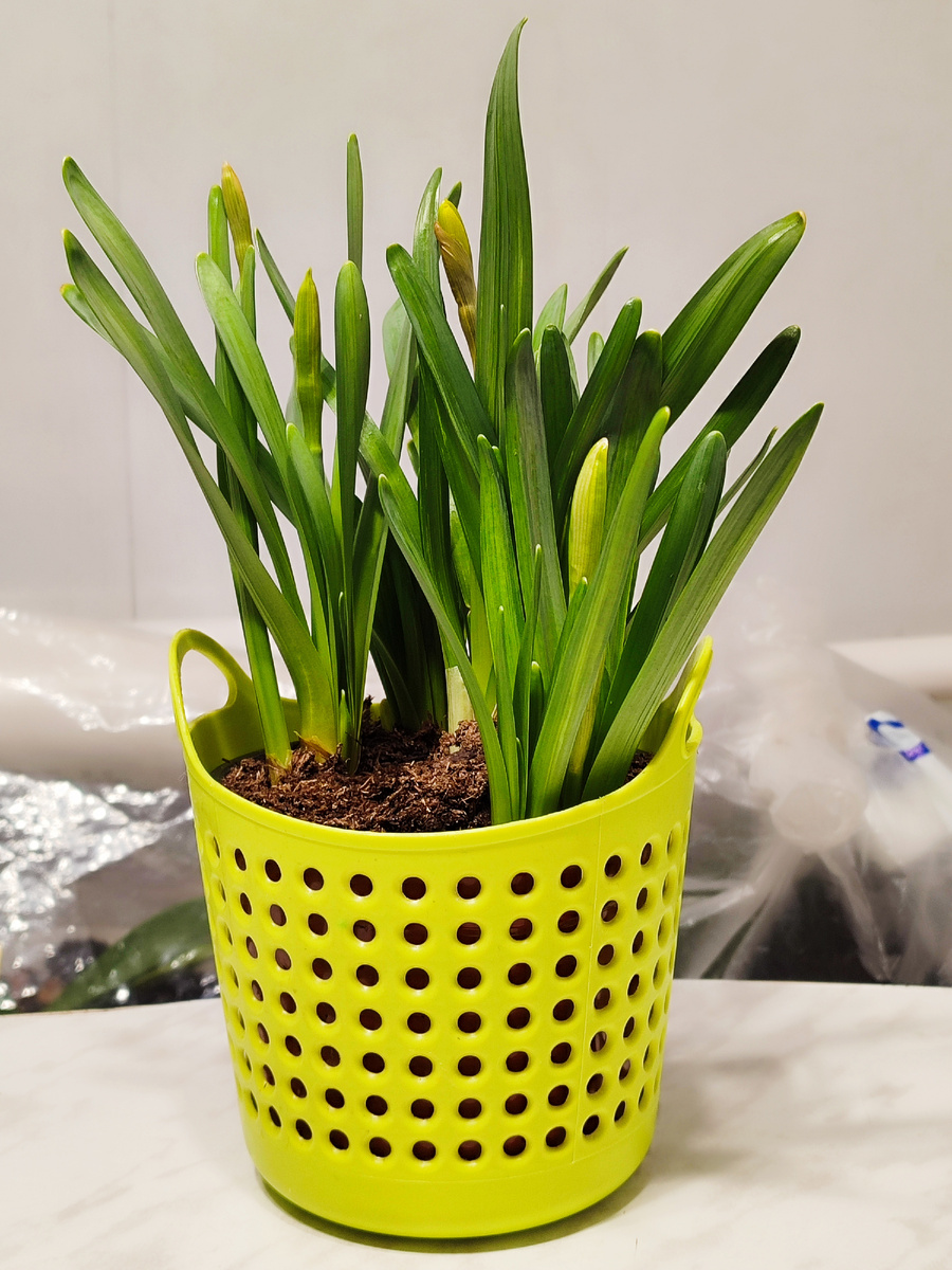 Сажайте цветы, они так меняют нашу жизнь❤️❤️❤️❤️