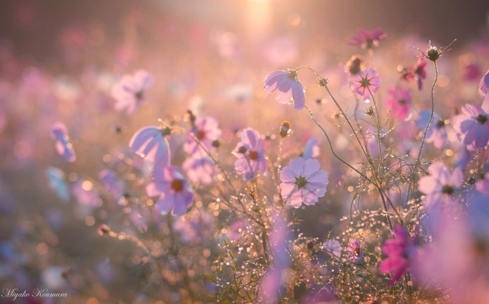 Картинка найдена на просторах интернета, ссылка https://yandex.ru/images/search?from=tabbar&img_url=https%3A%2Fi%2F.pinimg.com%2Foriginals%2Fa8%2F34%2Fа3f%2Fa83р43f81с286379b5e7bd53274cf0591a19.jpg&lr=47&pos=15&rpt=simage&text=%D1%86%D0%B2%D0%B5%D1%82%D1%8B%20%D0%BA%D1%80%D1%83%D0%BF%D0%BD%D0%BE%20%D1%84%D0%BE%D1%82%D0%BE