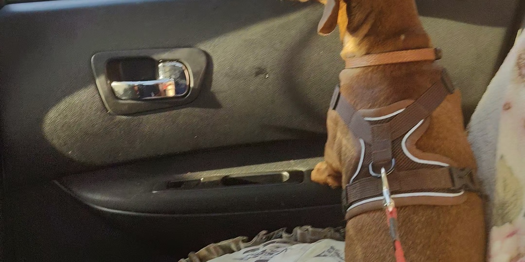 Такса Алиса про визит к ветеринару