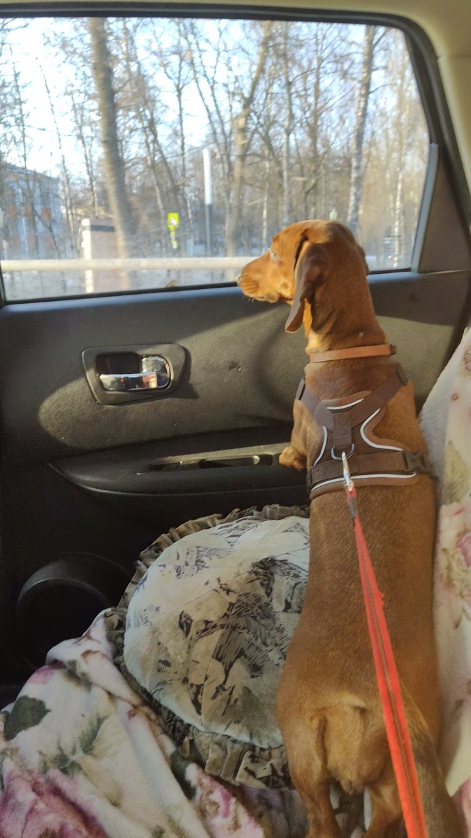 Еду на позитиве к ветеринару