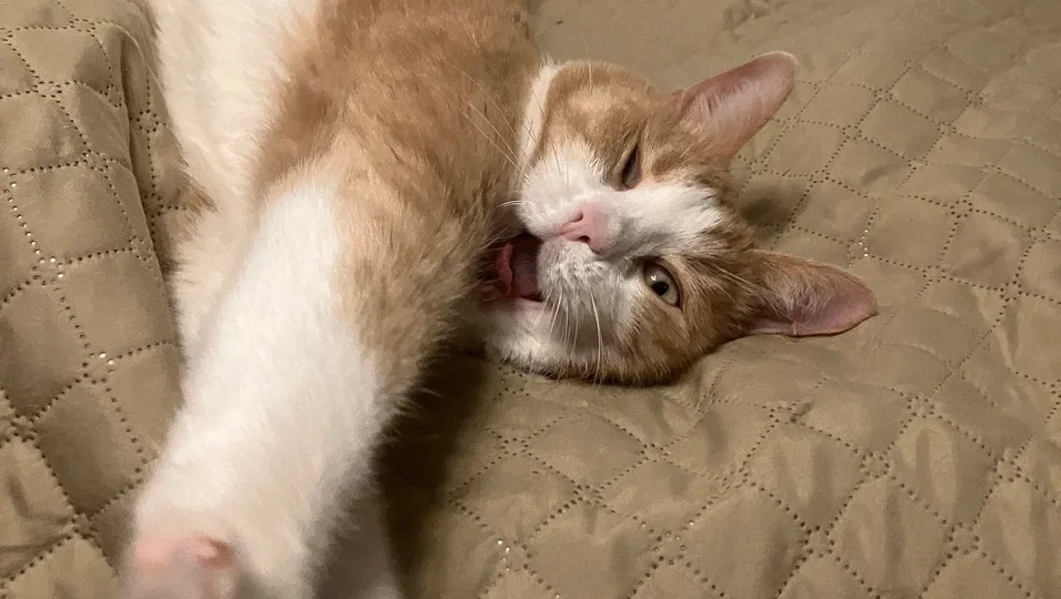 Его нашли в палисаднике. И мы подготовились к длительному марафону ожидания дома, но вышло иначе