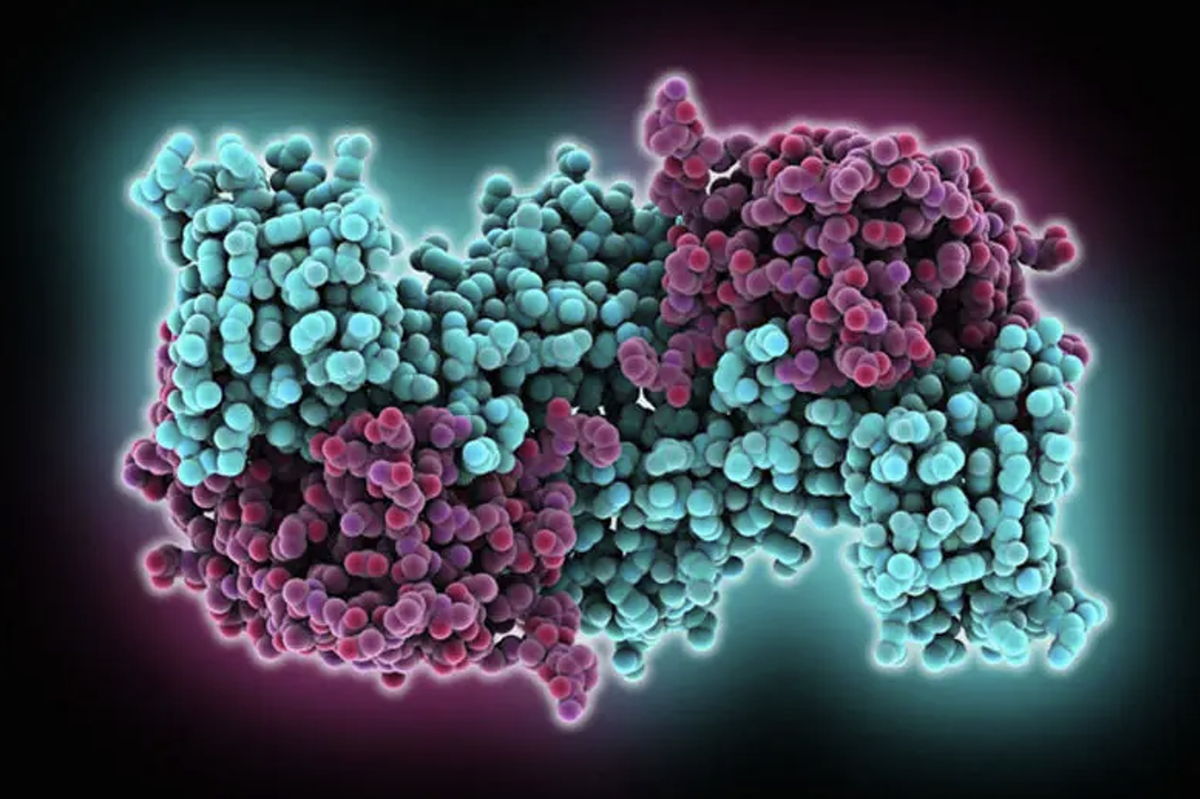 Окситоцин. Гормон под электронным микроскопом