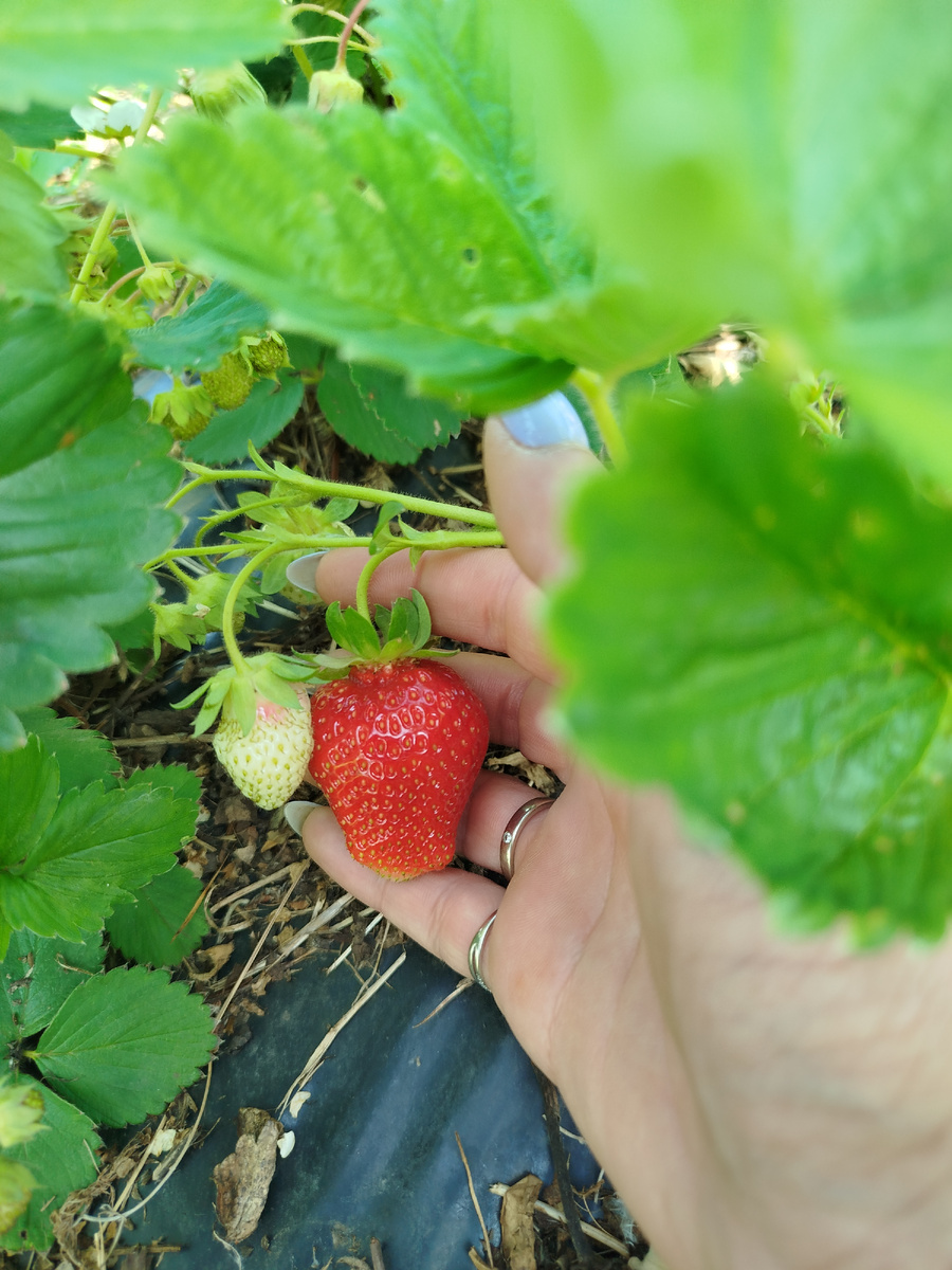 В этой статье будут мои фотографии, так что за качество сразу приношу извинения, ну уж как смогла, Это сорт Альба.