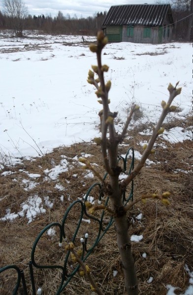 Фотография автора