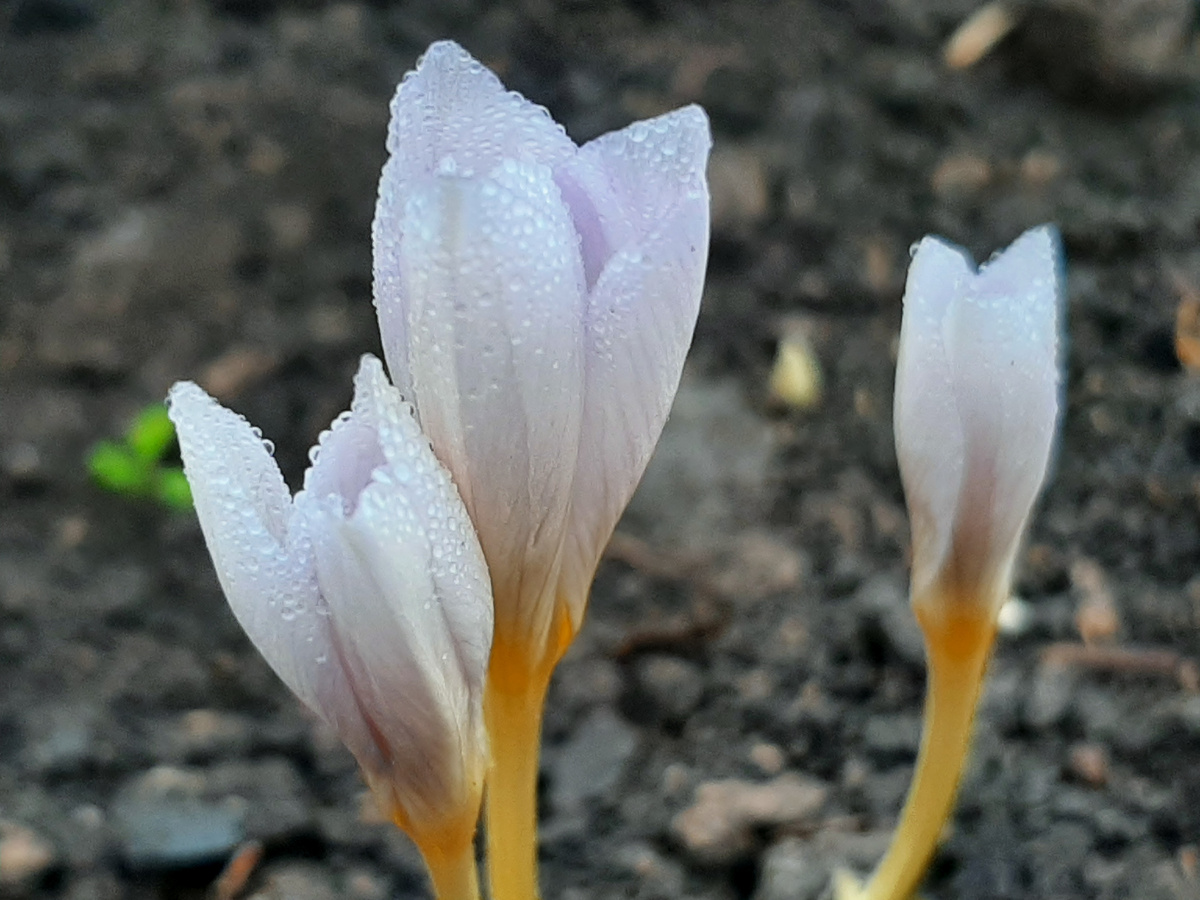 Крокус Zephyr в декабре 2025 года