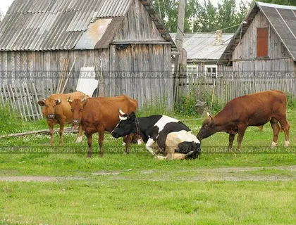 в илюстратисных целях